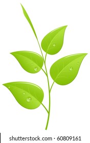 Tea leaves, sprout with young saplings. Vector illustration, isolated on a white.