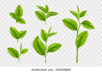 Tea leaves and stems, realistic green foliage, seedling or sprout branch elements for design, advertising, products packaging isolated on transparent background, 3d vector illustration, set