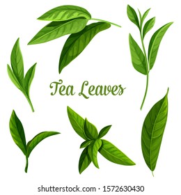 Tea leaves vector botanical illustration, green and black teak tea and teabags package design elements. Indian Ceylon or Chinese green tea leaf with stems, isolated on white background