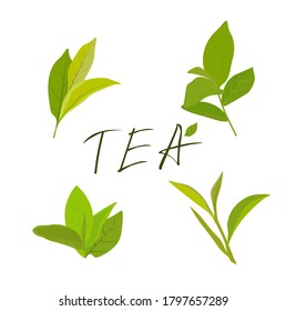 Ilustración botánica vectorial de hojas de té de teca verde y negro y elementos de diseño de paquetes de etiquetas. Ceilán indio o hoja de té verde china con tallos, aislados en fondo blanco