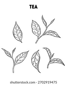 Chá folhas vetor desenho ilustração.  Esboço desenhado à mão. Denominações das embalagens de colheita. Estilo gravado.
