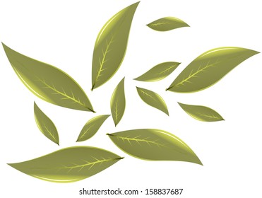 Tea leaves Vector illustration