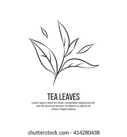 tea leaves vector illustration