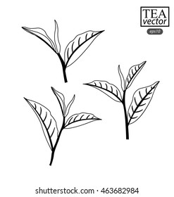 tea leaf clip art