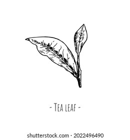 Tea leaves. Vector illustration. Isolated object on white. Hand-drawn style.