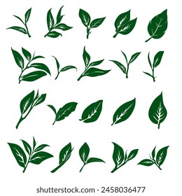 tea leaves vector. tea sprout with leaves. silhouette of tea leaves. tea Leaf silhouette Collection. 