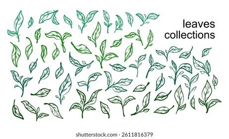 tea leaves vector. tea sprout with leaves. silhouette of tea leaves. tea Leaf silhouette Collection.