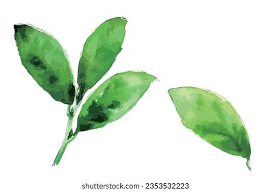 Tea leaves, watercolour painting vector illustration.