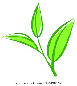 Tea leaves, young saplings