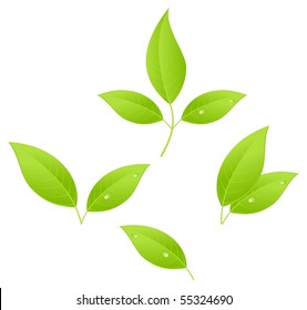 Tea leaves, young saplings. Vector illustration, isolated on a white.