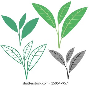 Tea logo. Isolated tea on white background