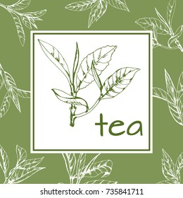 tea logo vector, background with hand-drawn leaves and branches of tea, sketch