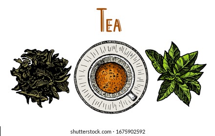Tea mug and tea leaf. Hand drawn sketch vector illustration. Can be used for menu, cafe, restaurant, bar, tea shop, emblem, sticker, badge.