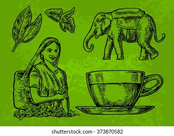 Tea picker woman, leaves, cup, elephant. Engraving vintage vector black illustration. Isolated on green background. Hand drawn design element for label and poster