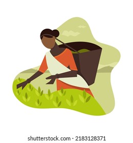 Tea Picker Woman, Tea Plantation Worker Indian oder Sri Lanka. sammelt Teeblätter in einem Korb auf einer Pflanze Vektorgrafik




