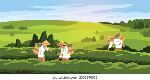 Piqueros de té. Las personas que usan sombreros vietnamitas en las plantaciones verdes recolectan hojas en grandes cestas, bebidas calientes y materias primas. Panorama horizontal verde, ilustración plana de dibujos animados. Concepto vectorial rígido