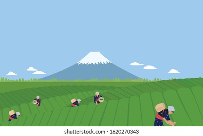 Tea Picking. Tea Plantation In Japan. 