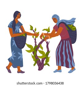 Tea picking scene with two women pickers at plantation, flat vector illustration isolated on white background. Harvesting the leaves of the tea bush. Major Asian and Indian tea cultures.