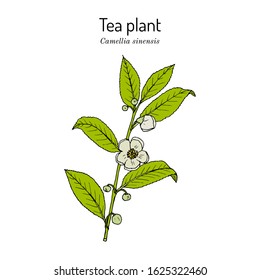 Tea Plant (Camellia Sinensis). Hand Drawn Botanical Vector Illustration