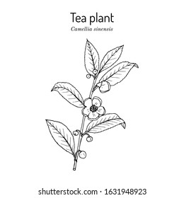 Tea Plant (Camellia Sinensis). Hand Drawn Botanical Vector Illustration