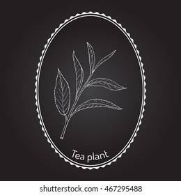 Tea Plant (Camellia Sinensis). Hand Drawn Botanical Vector Illustration