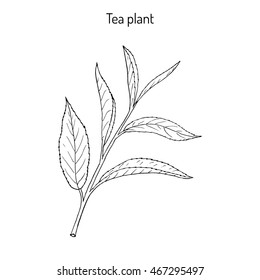 Tea Plant (Camellia Sinensis). Hand Drawn Botanical Vector Illustration