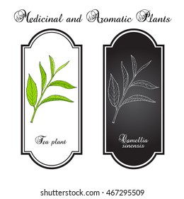 Tea plant (Camellia sinensis). Hand drawn botanical vector illustration