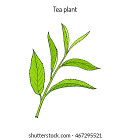 Tea Plant (Camellia Sinensis). Hand Drawn Botanical Vector Illustration