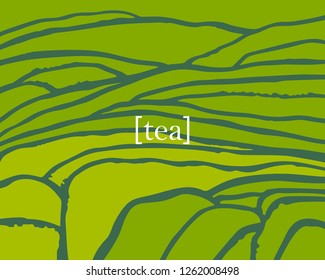 Tea plant fields. Vector tea plantation on cascades field. Tea title