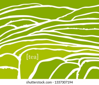 Tea plant fields. Vector tea plantation on cascades field. Tea title