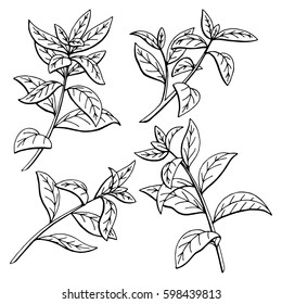 Tea plant graphic black white sketch isolated illustration vector