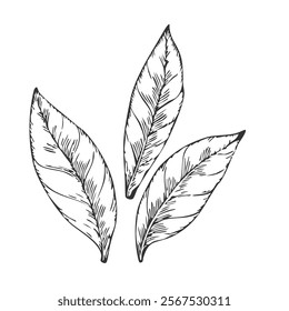 Tea Plant Hand-Drawn Vector, Graphic Style, Cartoon Illustration, Black and White, Sketch Style, Isolated on White Background"