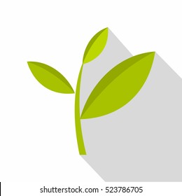 Tea plant icon. Flat illustration of tea plant vector icon for web isolated on white background