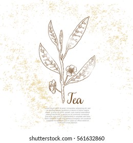 Tea plant, leaf. tea leaves vector illustration, Hand drawn sketch 