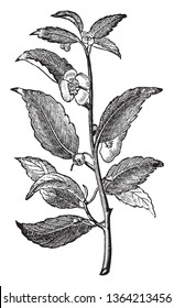 The tea plant leaves are alternate spiral, serrate type margin. It is evergreen shrub. Tea flower have four oval shaped petals, vintage line drawing or engraving illustration.