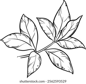 Tea Plant with Leaves Outline Illustration.