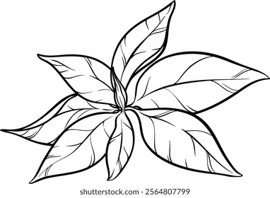 Tea Plant with Leaves Outline Illustration.