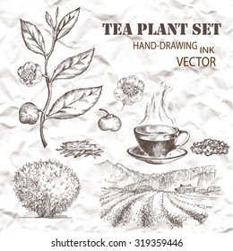 Tea Plant Set. Hand Drawn. Vintage Background.