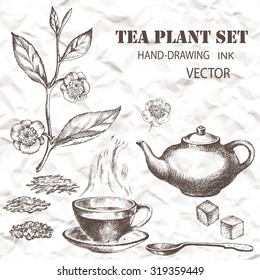 Tea Plant Set. Hand Drawn. Vintage Background.