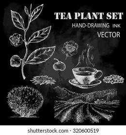 Tea plant set. Hand drawn. Chalkboard background.
