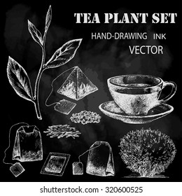 Tea plant set. Hand drawn. Chalkboard background.