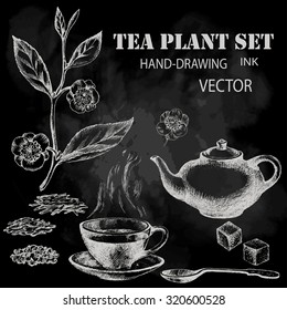 Tea plant set. Hand drawn. Chalkboard background.