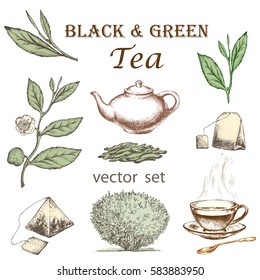 Tea plant set. Hand drawn. Design elements for announcements, invitations, shops and fairs.