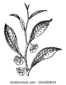 Tea plant is a species of evergreen shrub or small tree. Flowers have 5-8 petals and leaves are broad and long, it is alternate arranged, vintage line drawing or engraving illustration.