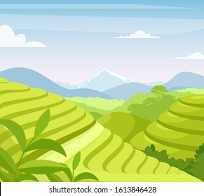 Tea plantation flat vector illustration. Asia countryside farmland fields. Asian rural meadow and hills cartoon scenery. Tea leaves growing in soil. Plants cultivation agricultural technique.