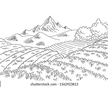 Tea plantation graphic black white landscape sketch illustration vector