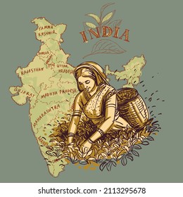 Tea Plantation. An Indian girl picks tea leaves in a basket. Sketch drawing, tea-themed sketch for package design