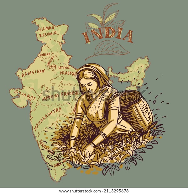 Tea\
Plantation. An Indian girl picks tea leaves in a basket. Sketch\
drawing, tea-themed sketch for package\
design