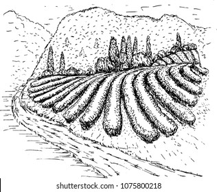 Tea plantation landscape in graphic style. Tea plantation sketch.