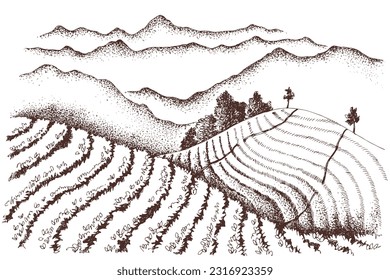 Tea plantation landscape in graphic style